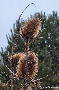 Winter plant form