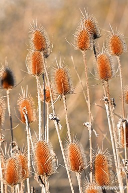 Winter seedheads