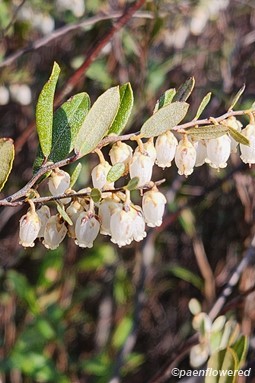 Branch with flowers