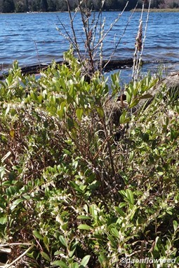 Plant form and habitat