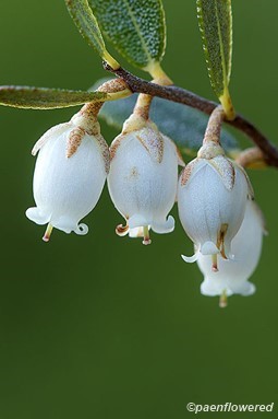Flowers with leaves