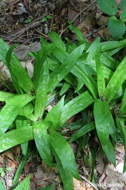 Basal leaves