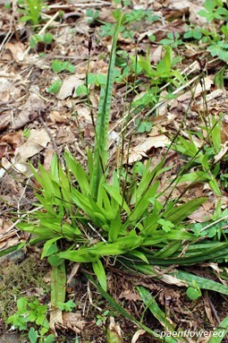 Plant with basal leaves and fertile shoots