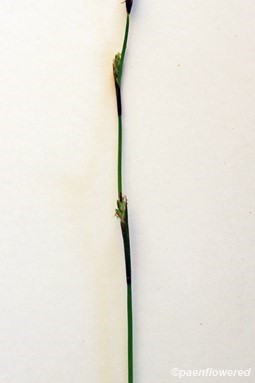 Culm with male and female spikelets 