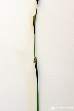 Culm with male and female spikelets