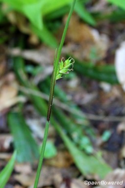 Female spikelet emergent from purple bract