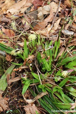 Young plant with male spikelets in flower