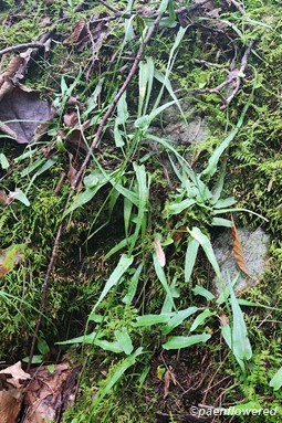 Fern colony