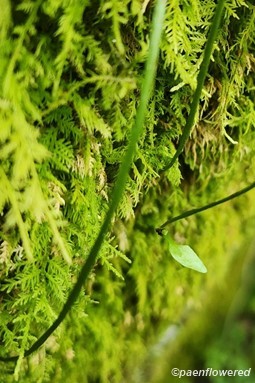 New plantlet at the rooted frond tip