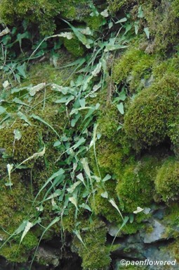Limestone/moss habitat