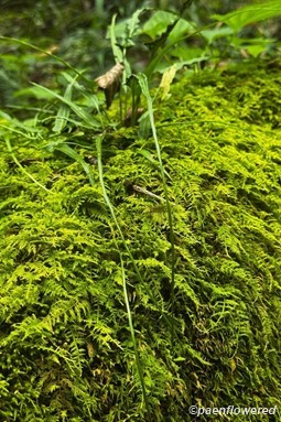 Tapering frond tips