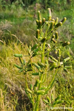 Plant in flower