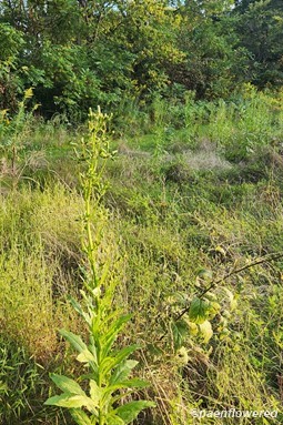 Whole plant