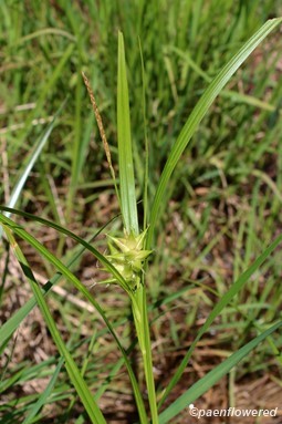 Plant with spikelets