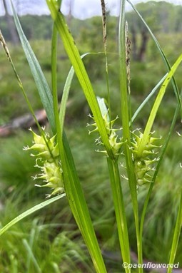 Plants with spikelets