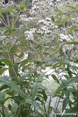 Inflorescences and leaves