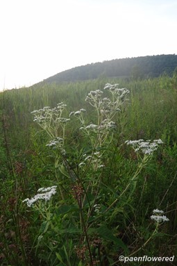 Plant form and habitat