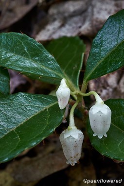 Flowers with leaves