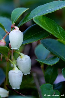 Eastern teaberry