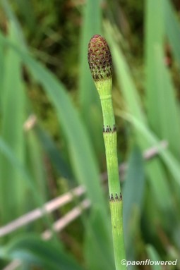 Reproductive stem without branches