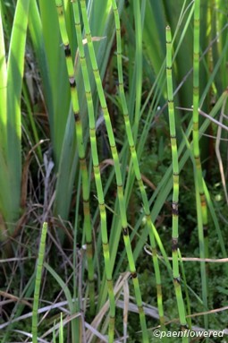 Vegetative stems without branches