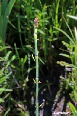 Reproductive stem with emerging branches
