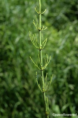 Vegetative stem with branches