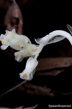 New growth found under leaf litter