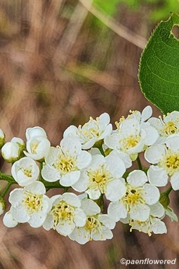 Inflorescence