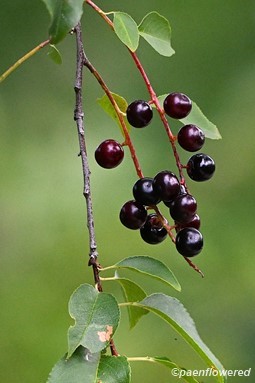Plant in fruit