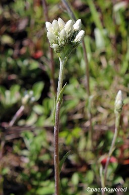 Flowering heads on mature stem