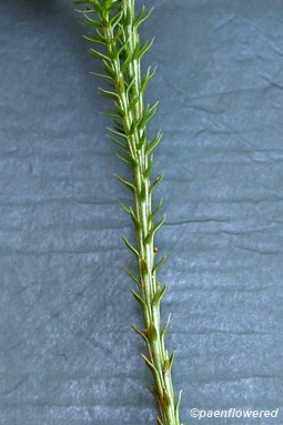 Lower stem with projecting leaves