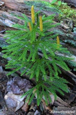 Prickly tree clubmoss