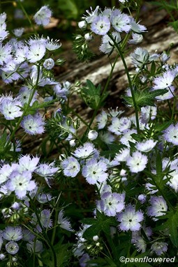 Phacelia