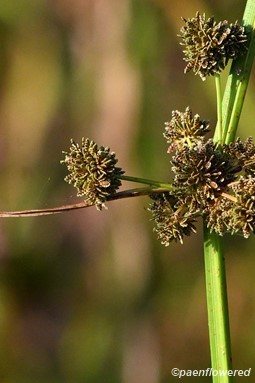 Spikelets in fruit