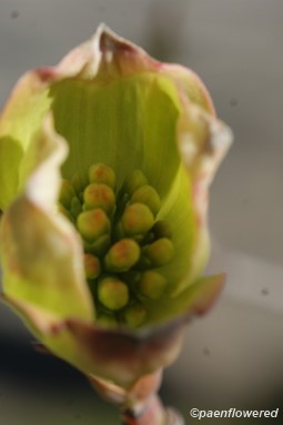 Inflorescence detail