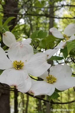 Cornus