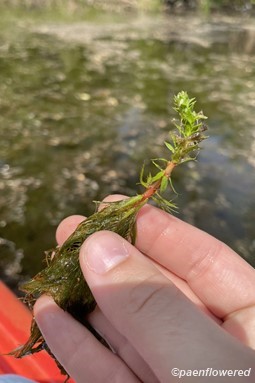Plant form