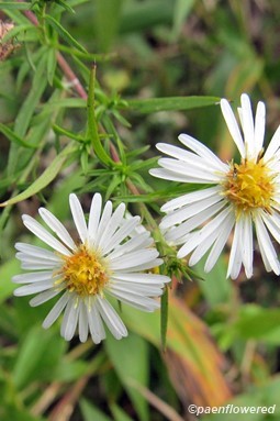 Small white American aster