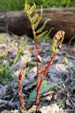 Emerging frond