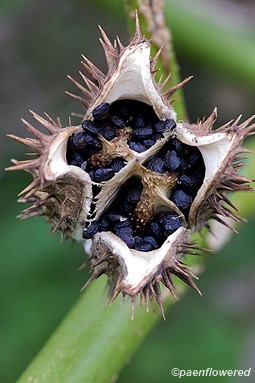 Mature fruit with seeds