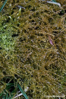 Thread moss - Flora of Pennsylvania