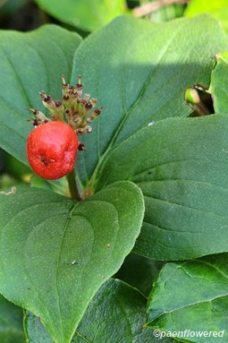 Plant in fruit