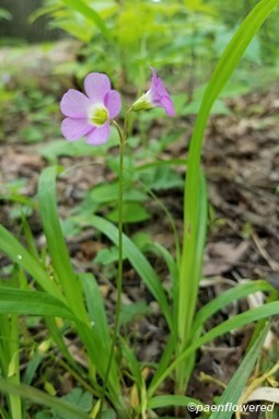 Flower pair