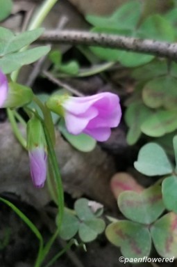 Flowers & leaves