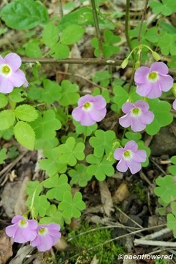 Habitat and Plant form