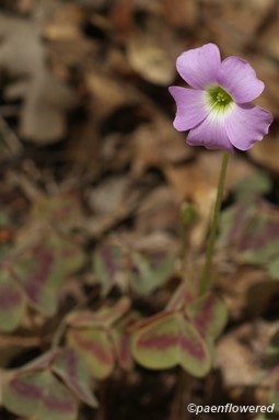 Single bloom