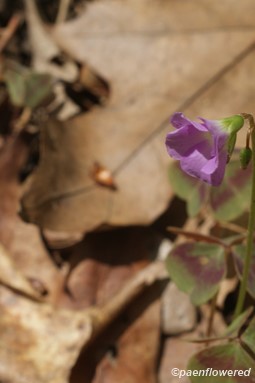 Flower and bud