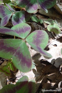 Leaves