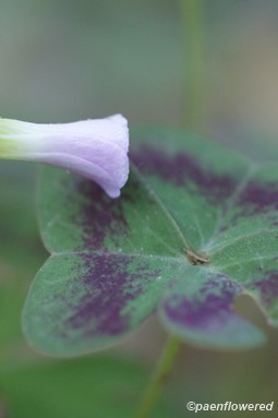 Leaf and flower